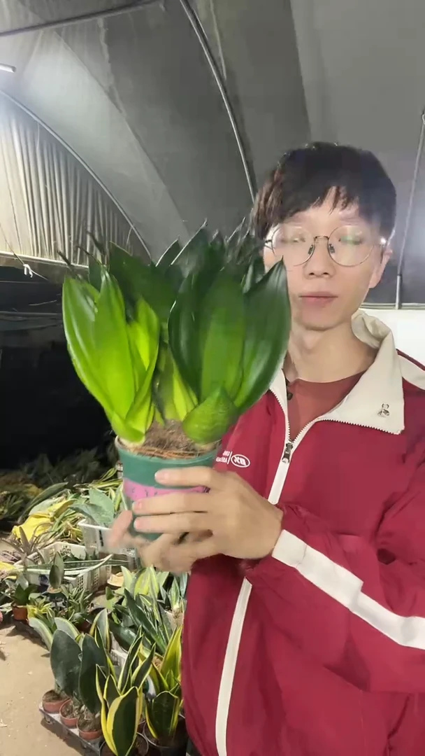 黑金刚带盆土17.8