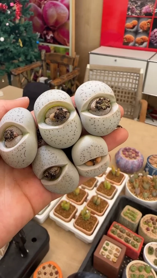 【闪购商品】23-26大白一颗