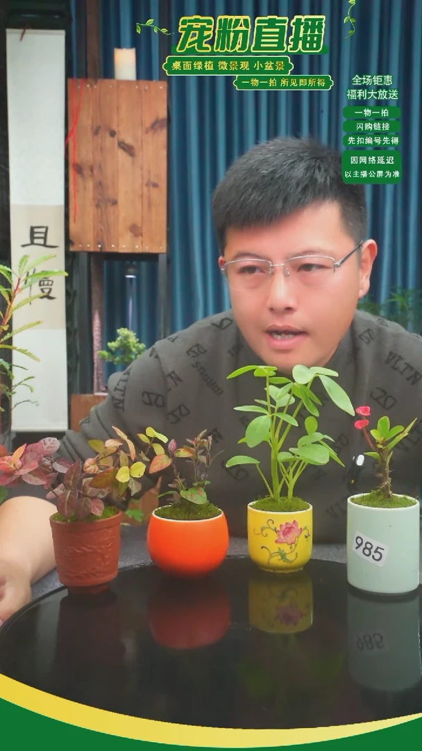 无花朵森*苔藓微景观985号