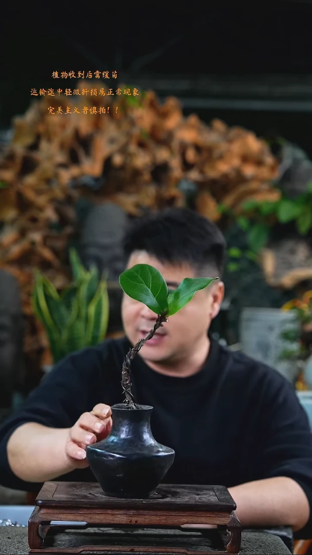 完全开放琴叶榕337+