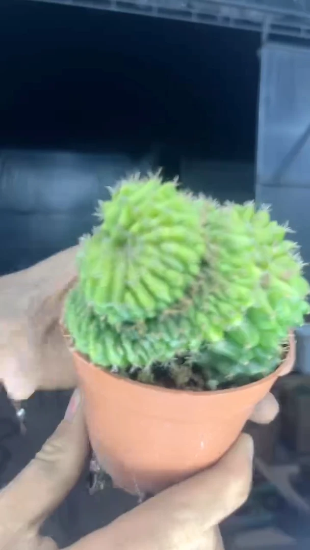 翠皇冠 缀化【造型不指定】