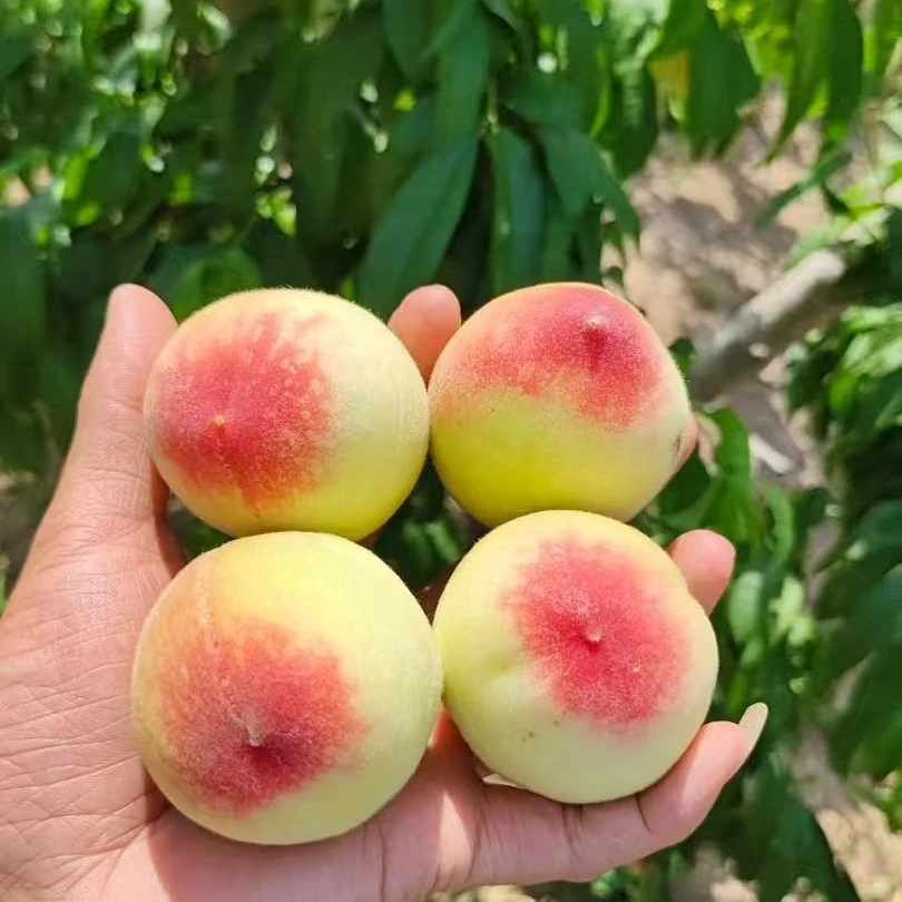 【顺丰快递】头茬水蜜桃现采现发脆甜多汁应季新鲜水果软脆两吃