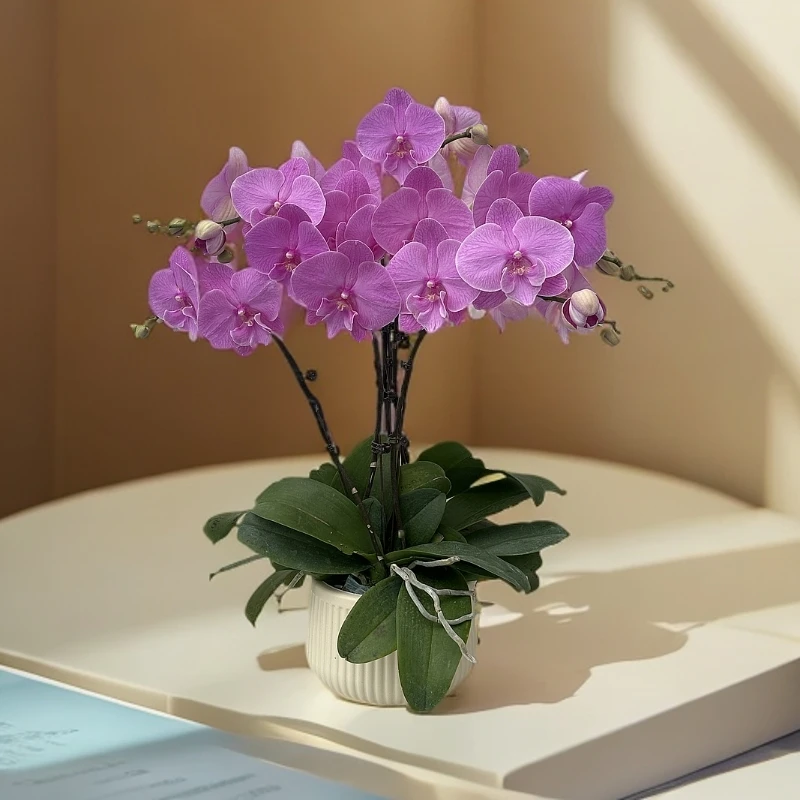 【大紫蝶】蝴蝶兰 好养耐养花期长 苗情优质 基地直发