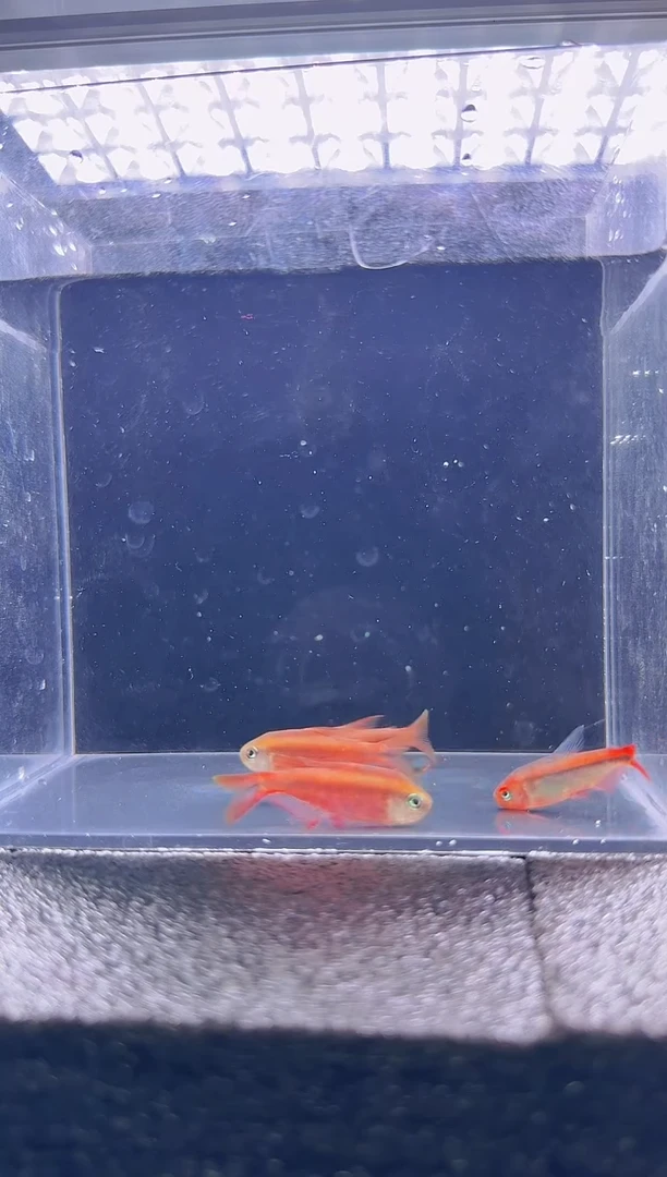 灯科鱼向*>超级红魔鬼