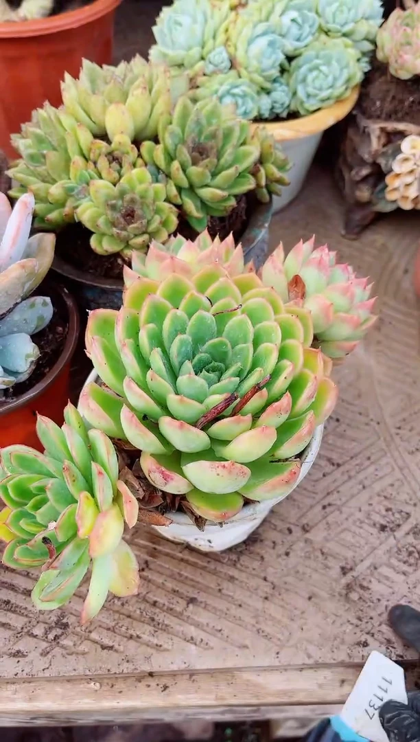 11137多肉植物一物一拍