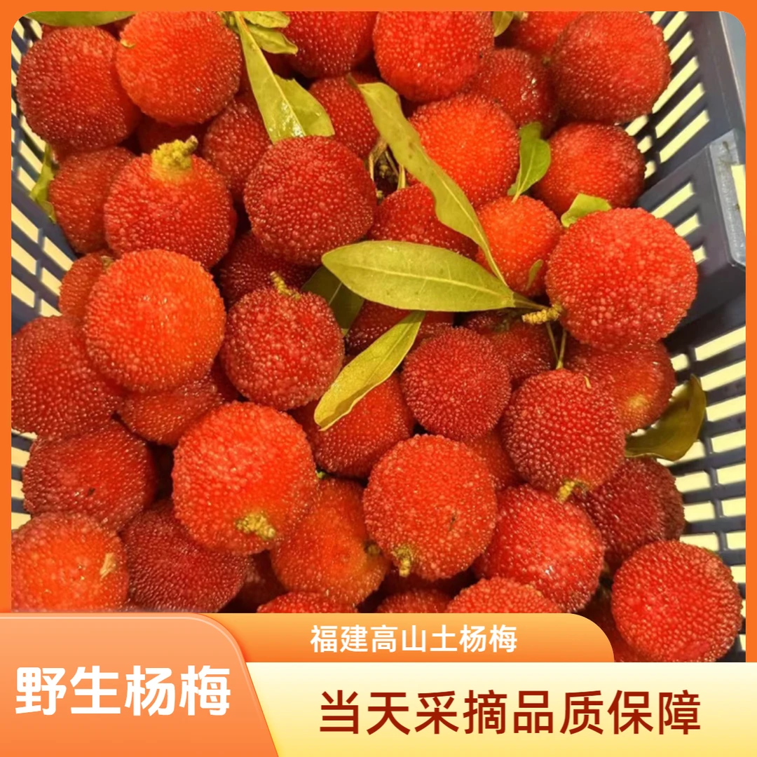 江坝王福建高山红杨梅泡酒专用土杨梅可酵素酸杨梅孕妇当季水果