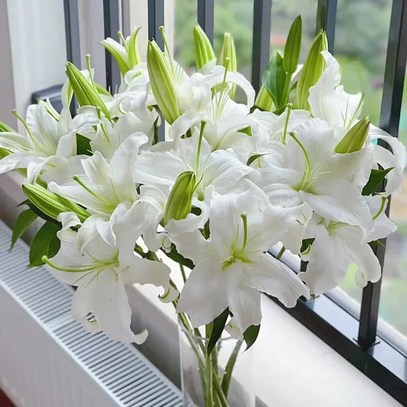 【西伯利亚白百合】全场鲜花任意满两单升级冷链加配草 三单送花瓶