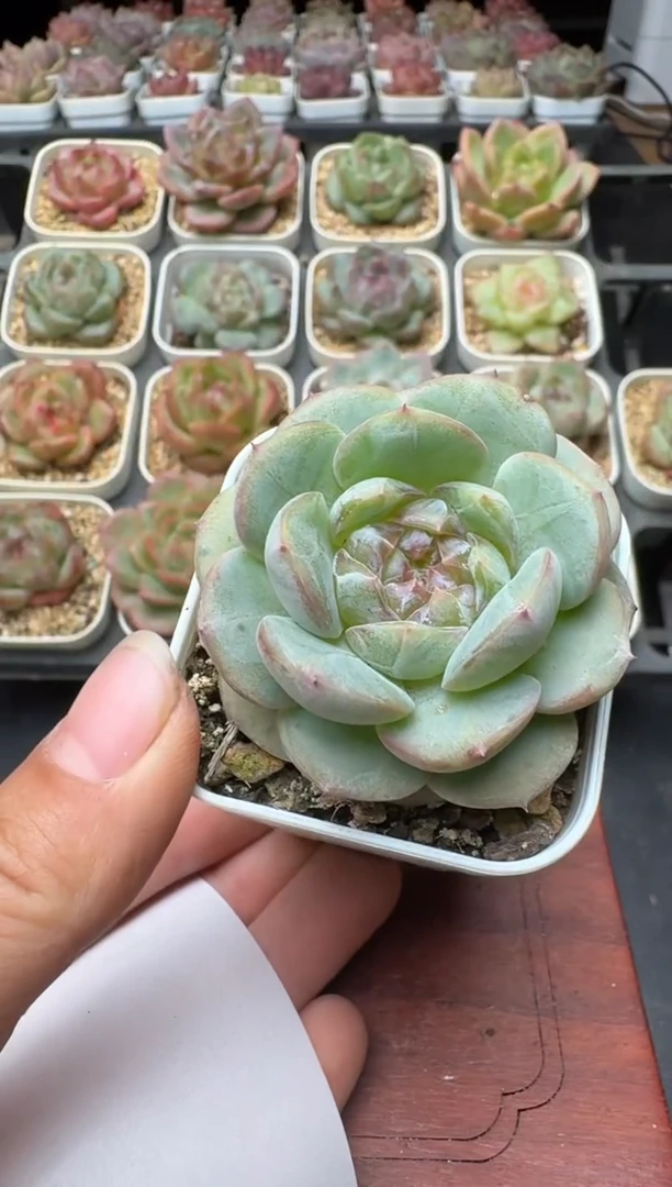 212N带盆土发(5.5cm杯） 当场拍3颗以上包柚 多肉植物