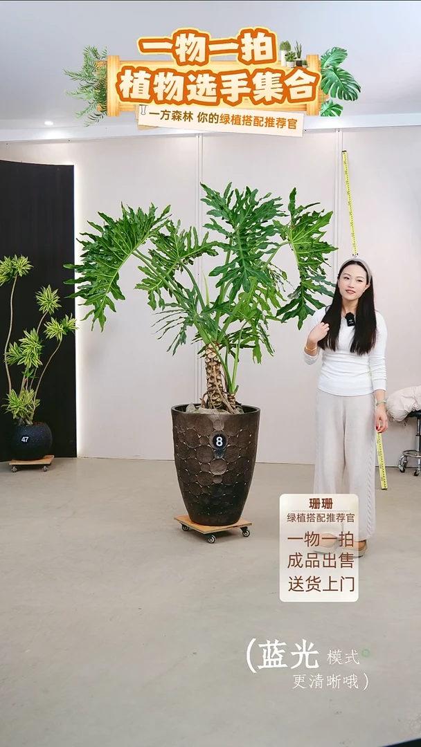 无花朵C****y龙鳞春羽连盆种好栽好一整套送货上门