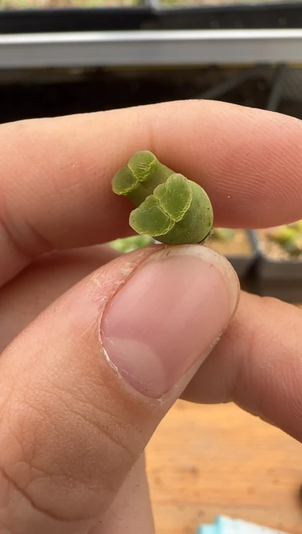 【闪购商品】18-32