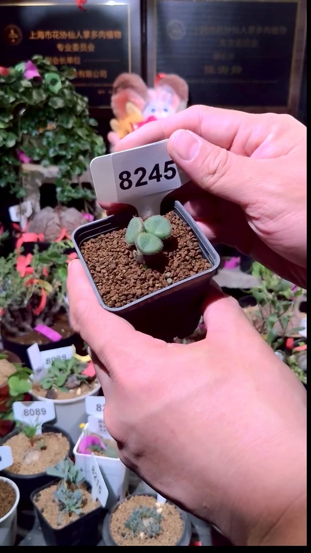 8245号1230精品植物 薛辉圣塔