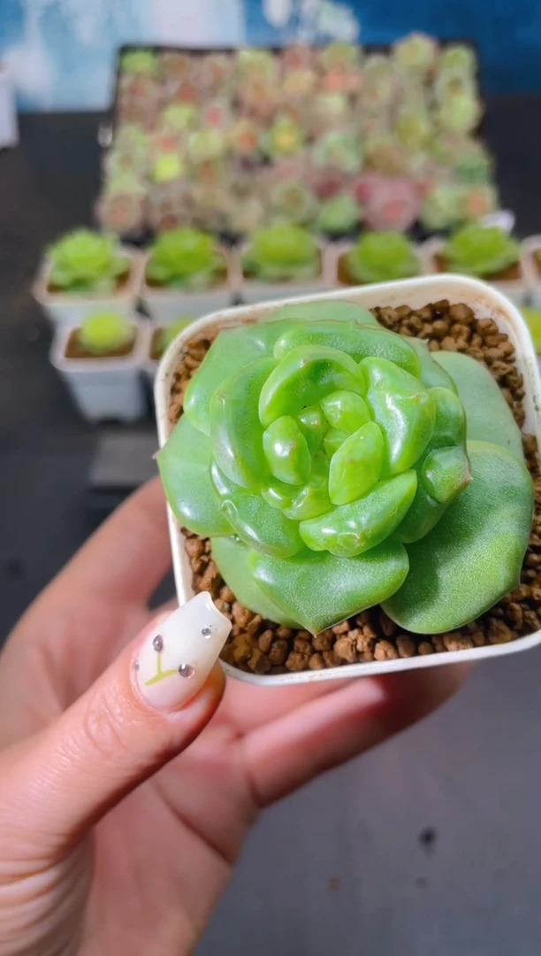 603新珍妮一物一拍