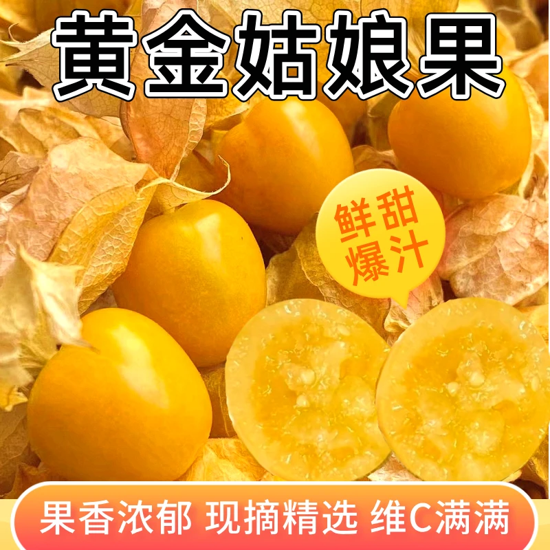 【黄金姑娘果】云南露天种植新鲜采摘姑娘果灯笼果香甜可口果香多汁