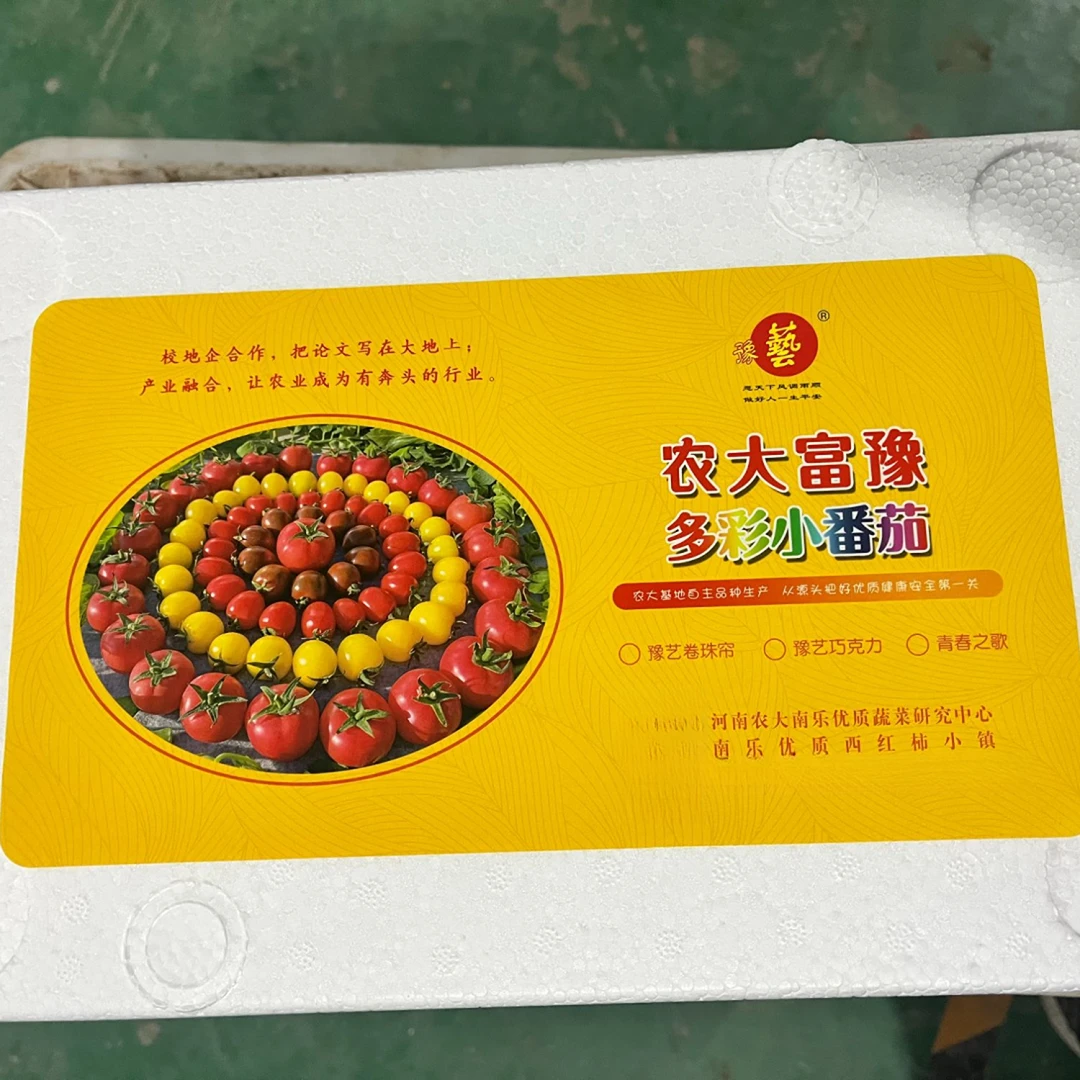 农大富豫多彩小番茄
