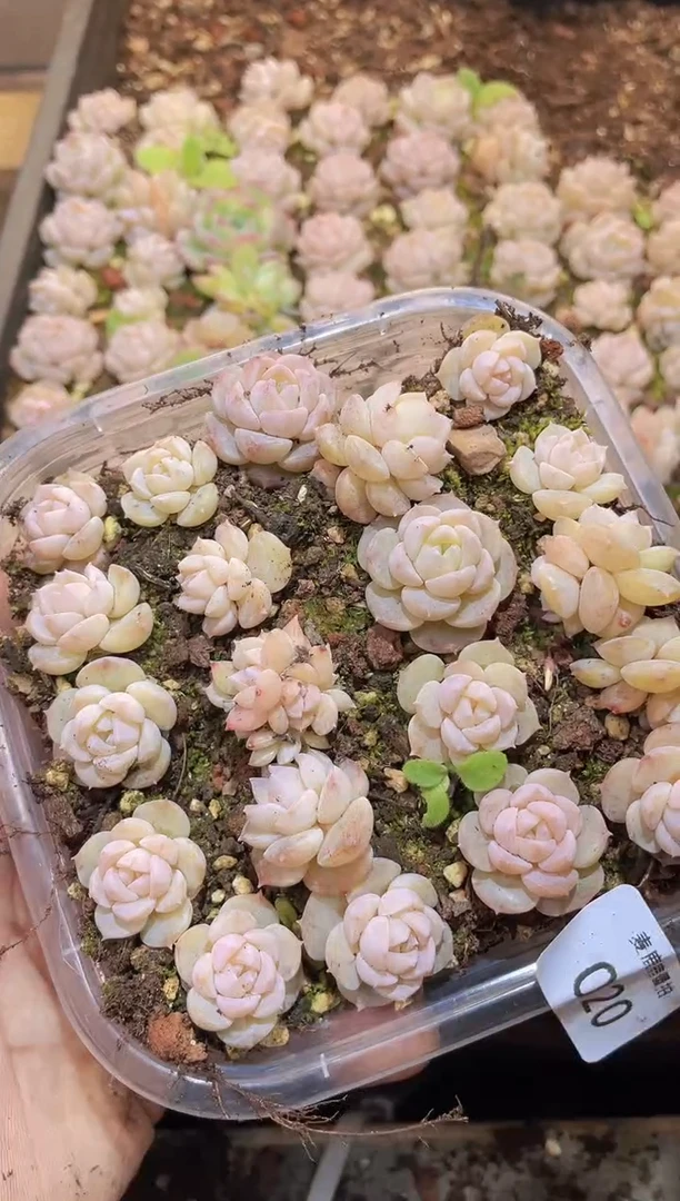 【闪购商品】020无名雪量拍1盒