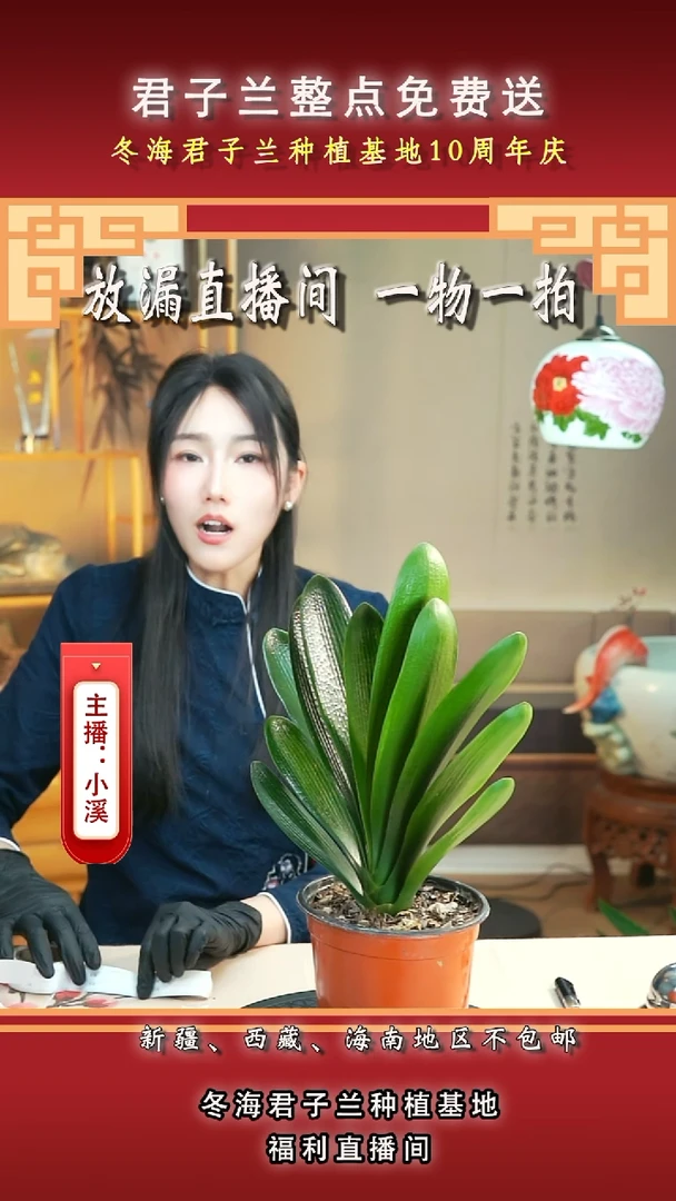 当前无花朵，栽培后可花朵用****5君子兰