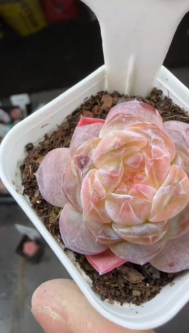 【闪购商品】一物一拍0213—138