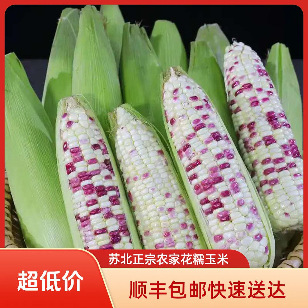 【顺丰包邮】苏北正宗农家花糯玉米 现采现发 新鲜带皮 软糯香甜