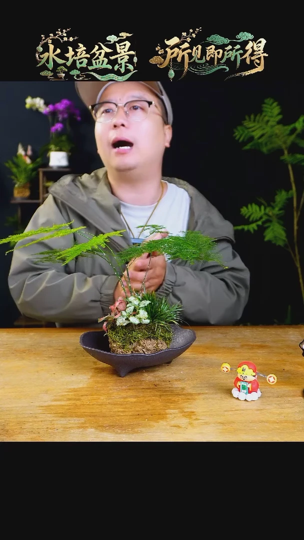 石云社一物一拍组合盆栽4