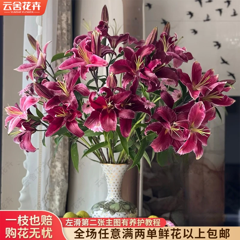 【云舍花卉】【黑珍珠】单瓣百合 全场鲜花任意满两单及以上包邮发货