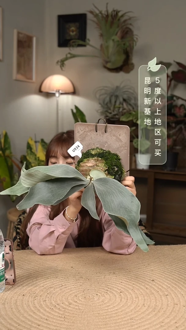 不开花植物U934-深海阎王
