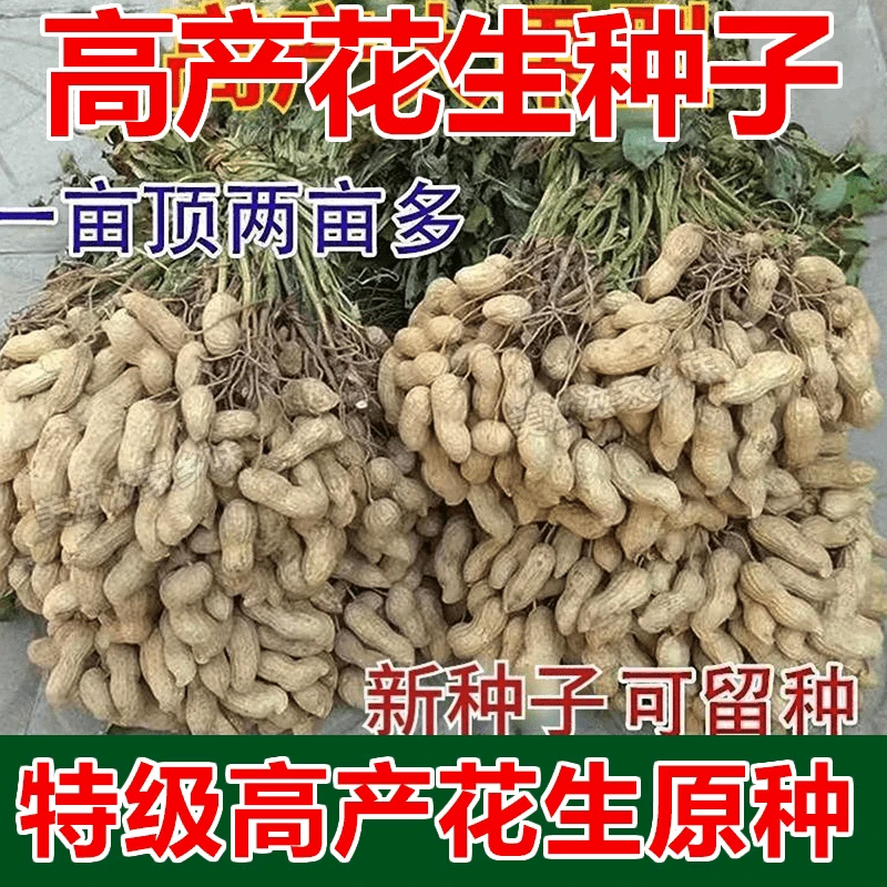 超高产花生种子花育25号高产薄壳早熟矮杆抗旱抗病农科院花生原种