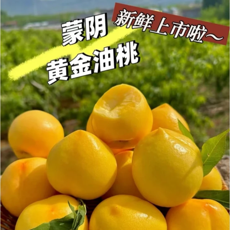 【凯凯专享】正宗蒙阴黄金油桃中油4号新鲜应季水果