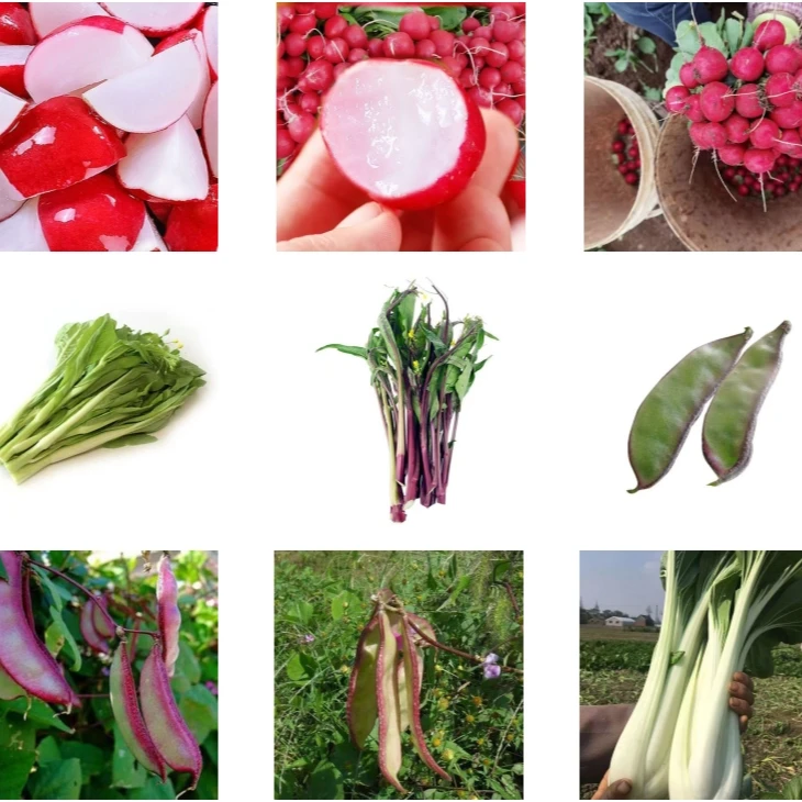 荆楚农产品蔬菜现称农户产品