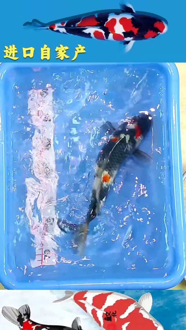 锦鲤2025/12/18悦鲤阁甄选锦鲤--58