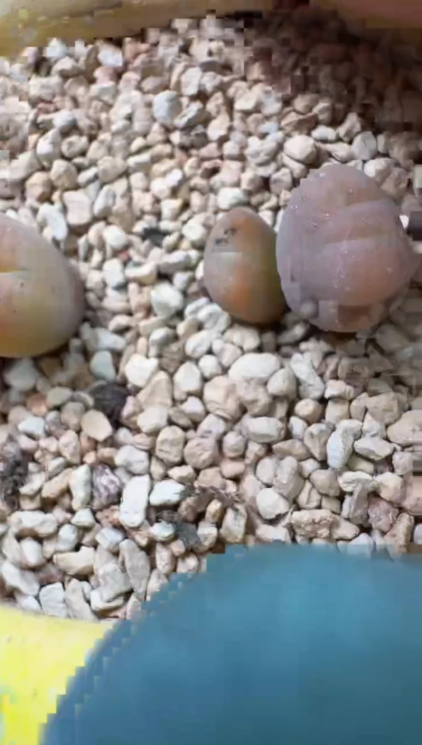 l****蔡13-105多肉植物肉锥