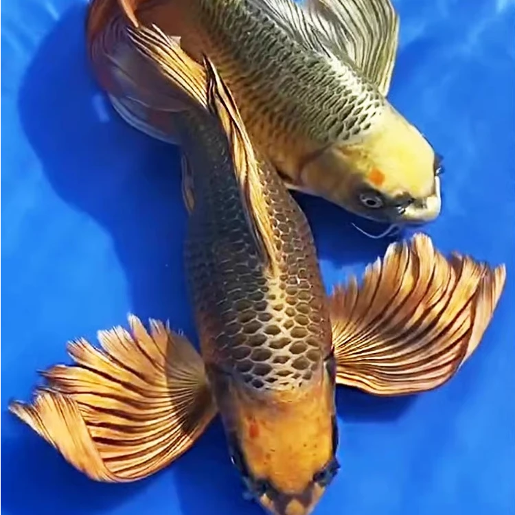 台湾熊猫蝴蝶鲤直播短身球体冷淡水观赏鱼苗纯种黄金古铜招财活体