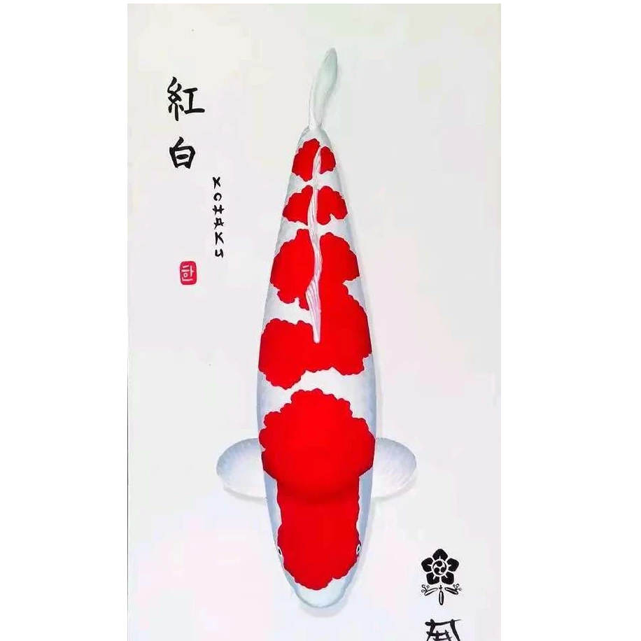 （不包邮）锦鲤观赏鱼包损