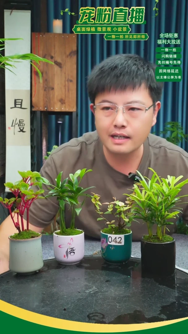 无花朵尼**怪苔藓微景观042号