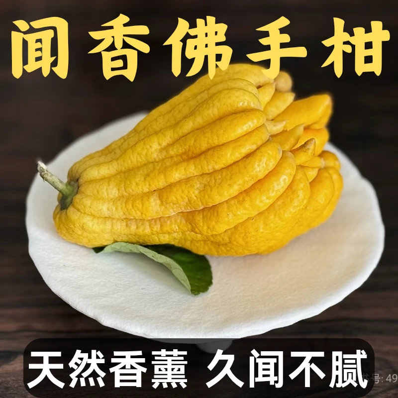 新鲜佛手果水培观赏闻香车载食用清供礼佛室内绿植