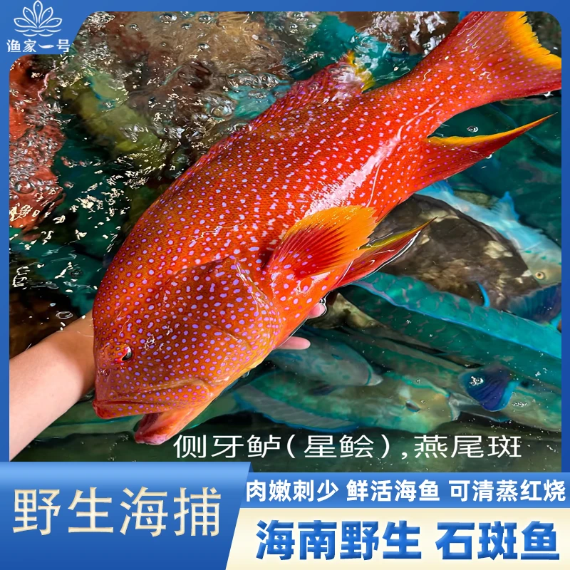 西沙石斑鱼 燕星斑 蜂巢斑玫瑰斑芝麻斑东星斑 海南海鲜组合 深海