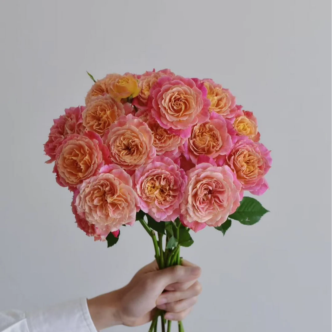 【温暖】稀有多头玫瑰（一定记的带包装醒花）鲜切花儿