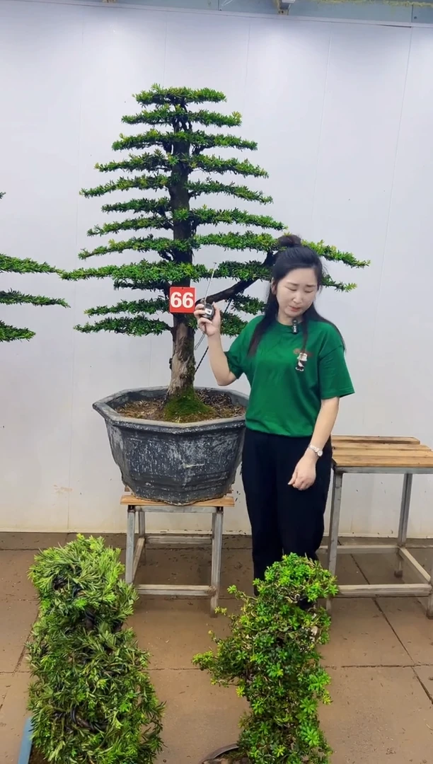 无花朵一物一拍，所见即所得