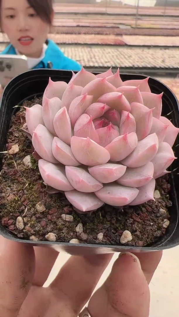 【闪购商品】新款多肉-169