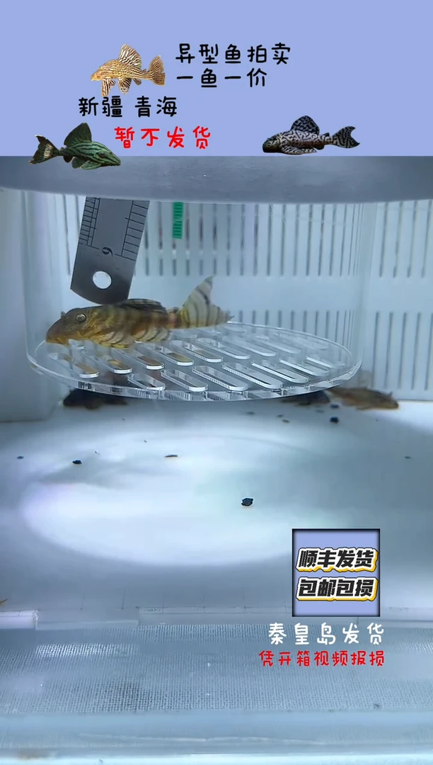 清道夫鱼6.9不包入缸损70