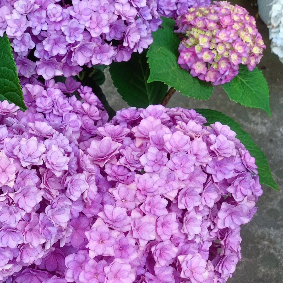 （直播福利）太阳神殿室内室外盆栽地栽好养好种