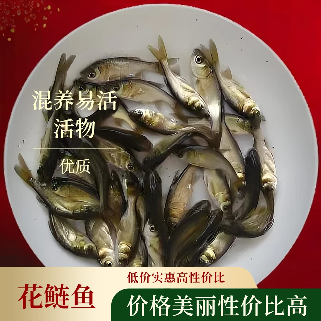 花鲢鱼 大头鱼 胖头鱼 混养鲢鳙 花鲢养殖 精选好养易活发货活物