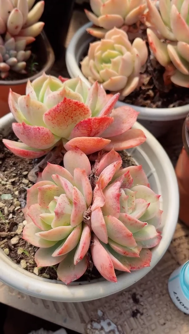 【闪购商品】19084