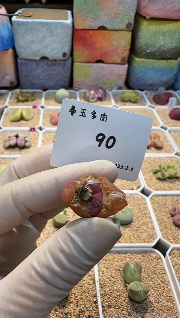 【闪购商品】25.3.5-90