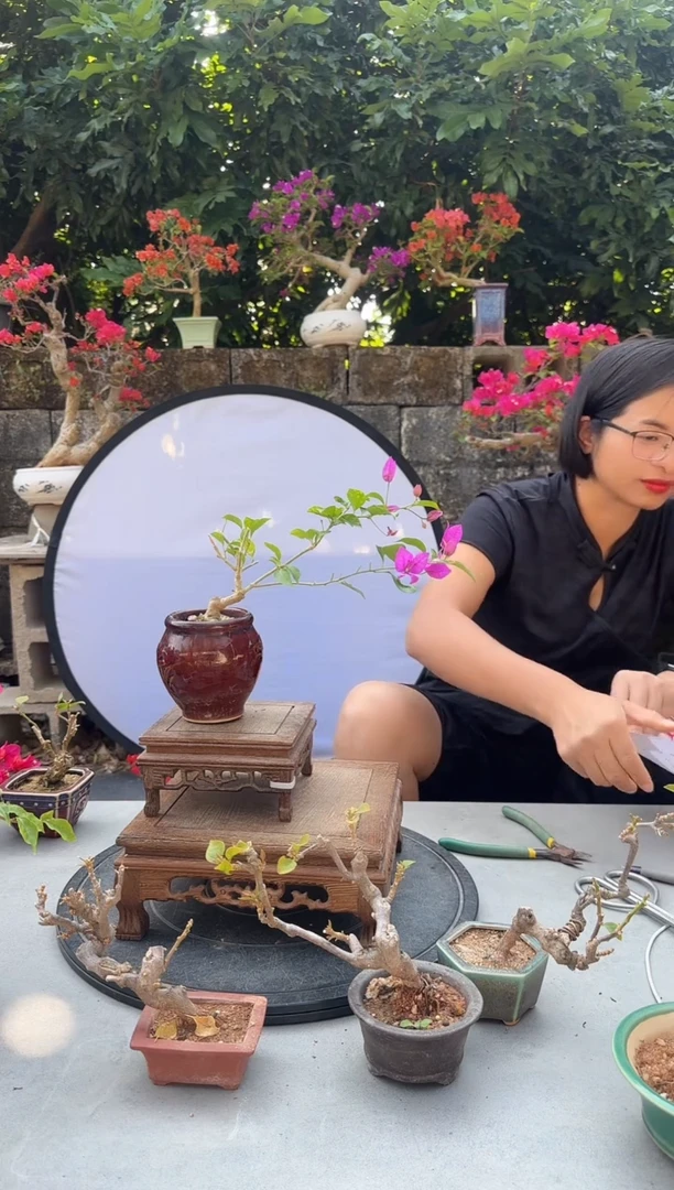 亦*三角梅小叶紫