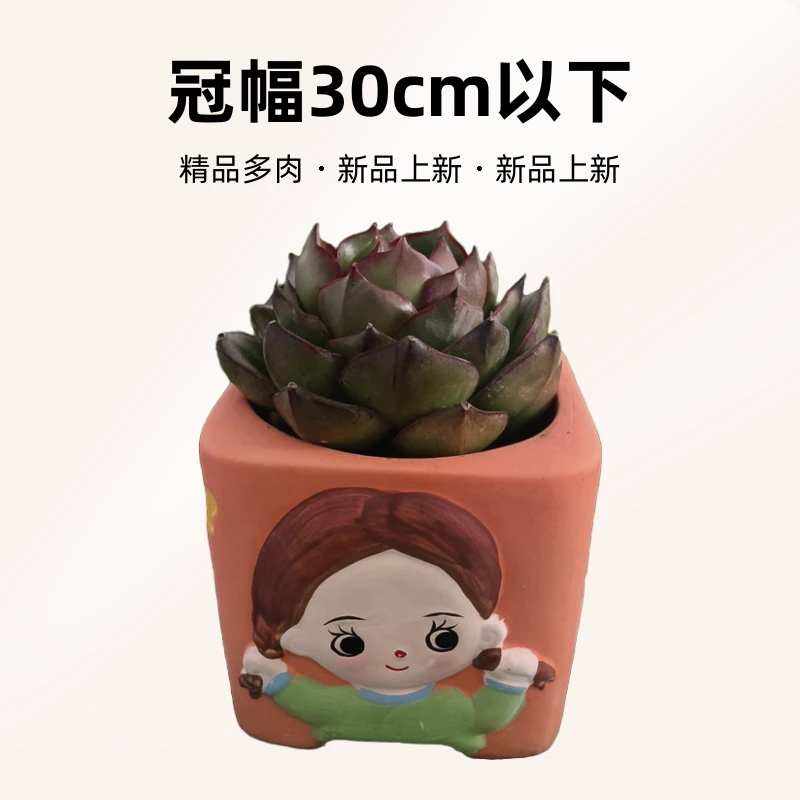 天东精品多肉一物一拍满38包邮（不含盆）