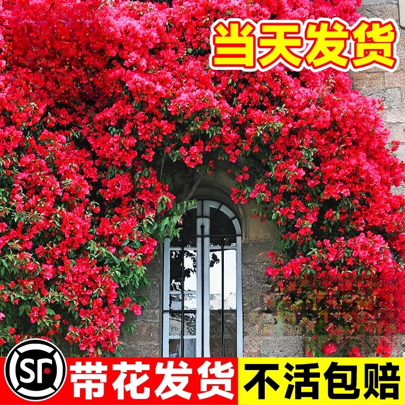 红木香花苗爬藤植物庭院阳台四季耐寒植物黄白木香花树苗盆栽大苗