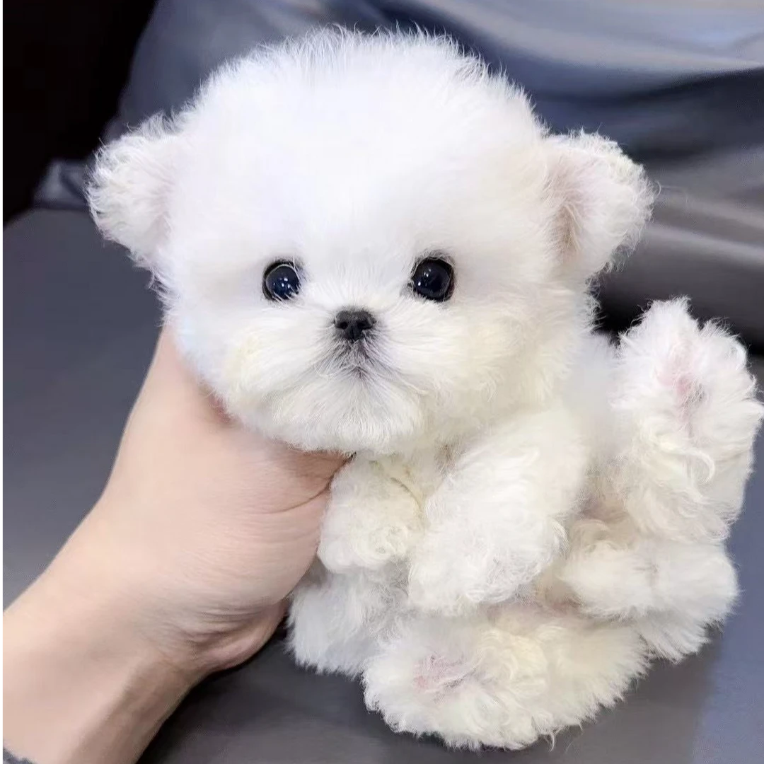 小雪家的韩系比熊上门专拍链接（拍下后与小黄车客服对接）