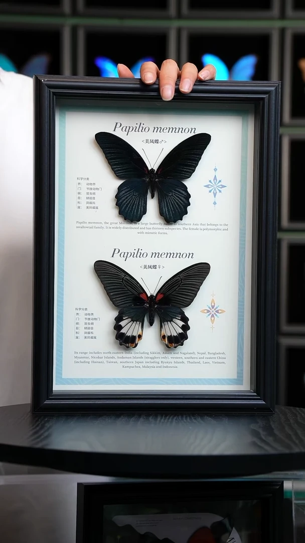 美凤蝶雌雄组合标本摆件