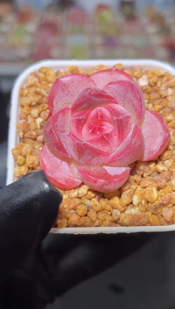 闪购2469  魅眼多肉一颗   3.5厘米