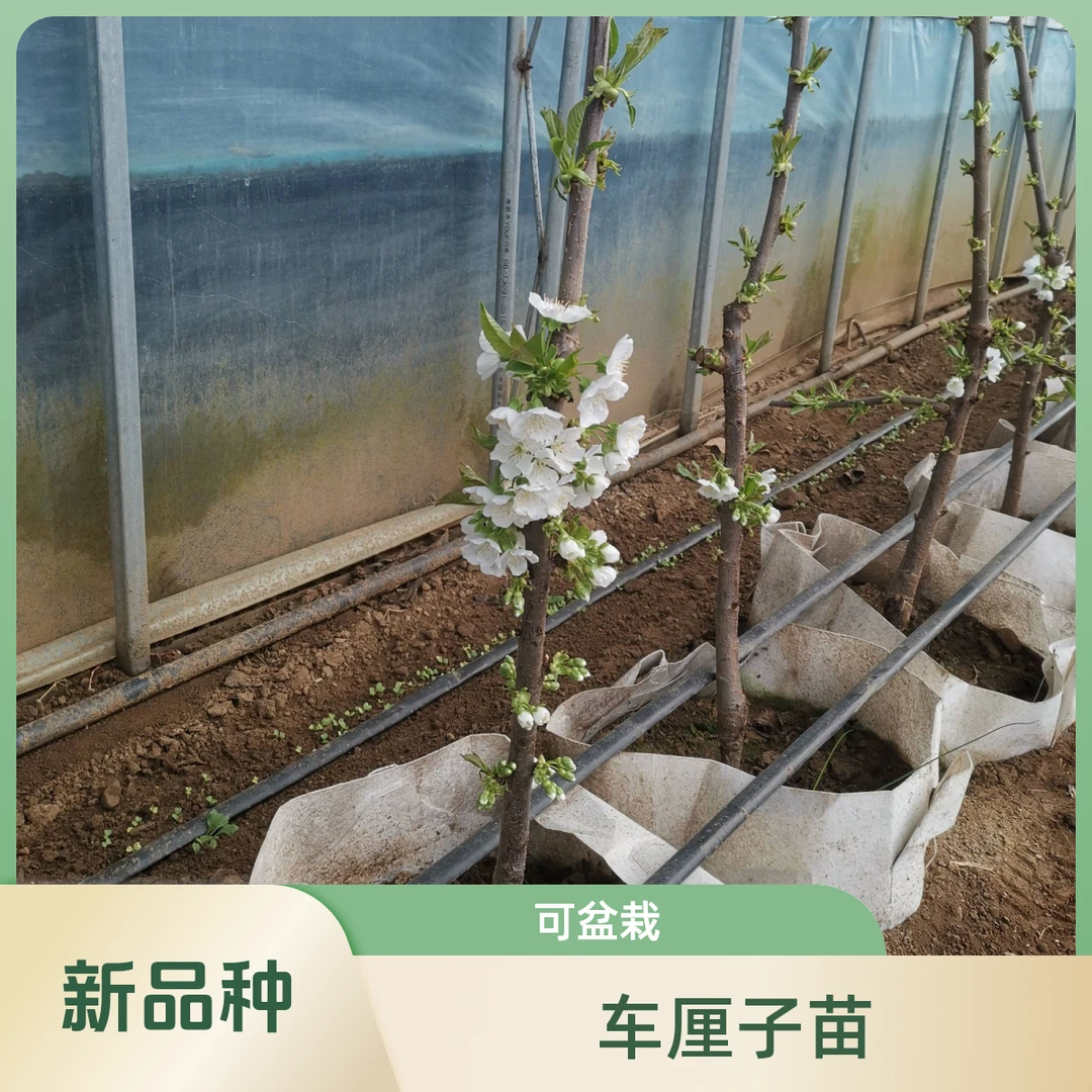 【新品种】车厘子大樱桃苗可盆栽院栽地栽南方北方种植